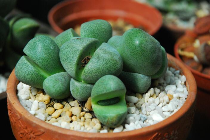 Pleiospilos nelii 