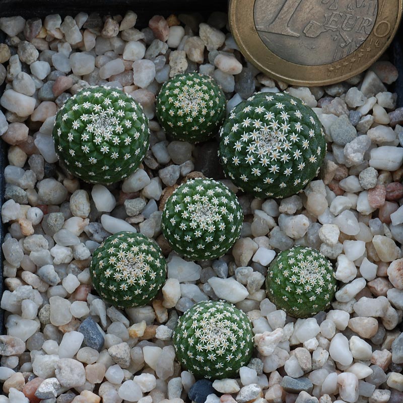 Strombocactus disciformis 