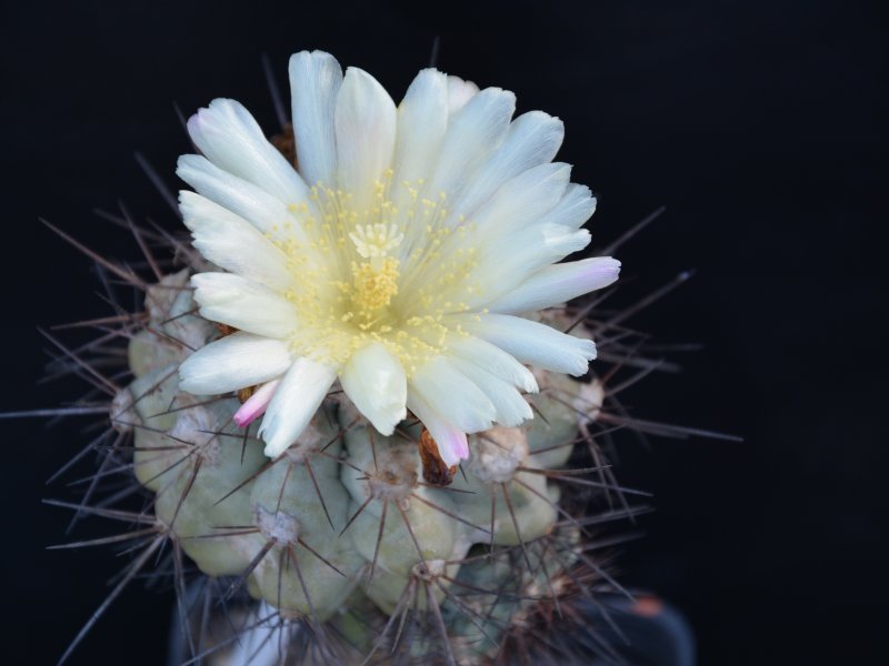 Copiapoa grandiflora 