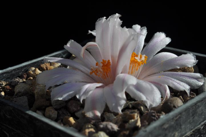 Ariocarpus kotschoubeyanus 