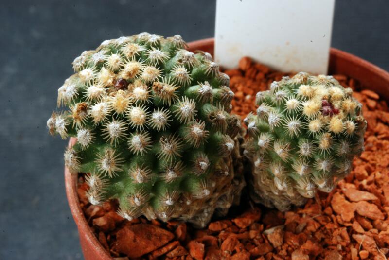 Pediocactus knowltonii 