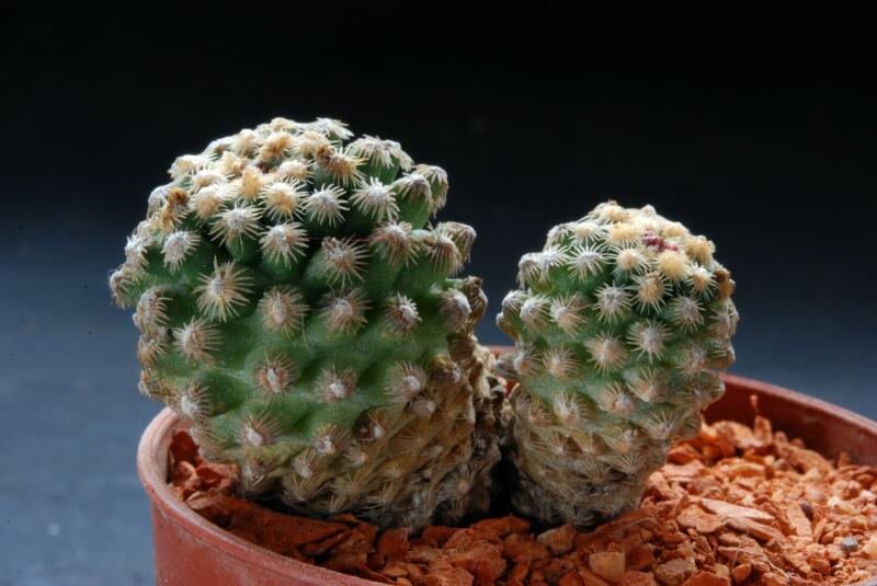 Pediocactus knowltonii 