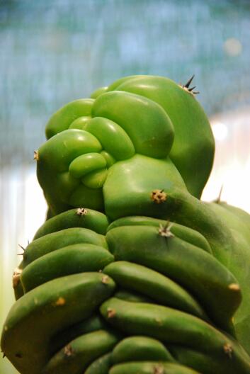 myrtillocactus schenckii f. cristatus