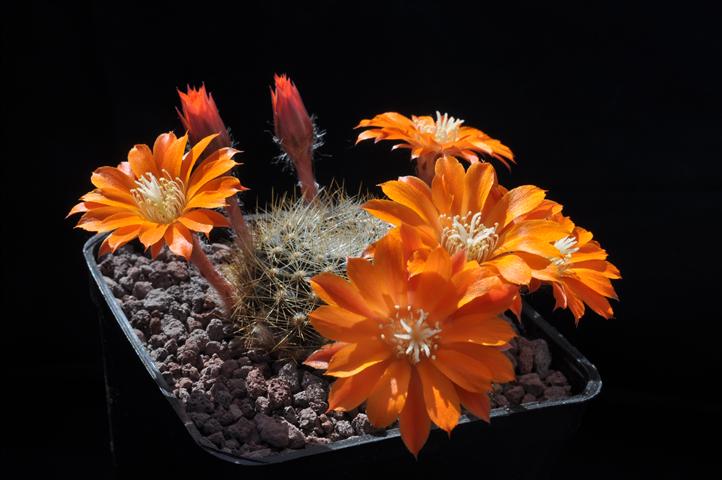 Rebutia brevistila 