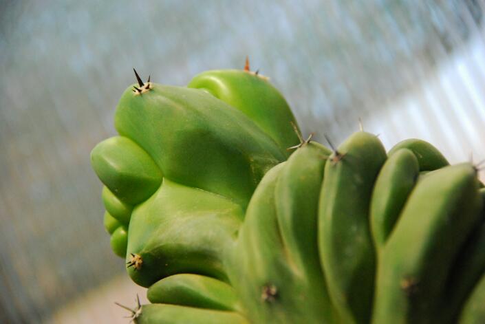 Myrtillocactus schenckii f. cristatus 