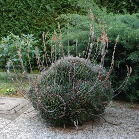 Aloe aristata 