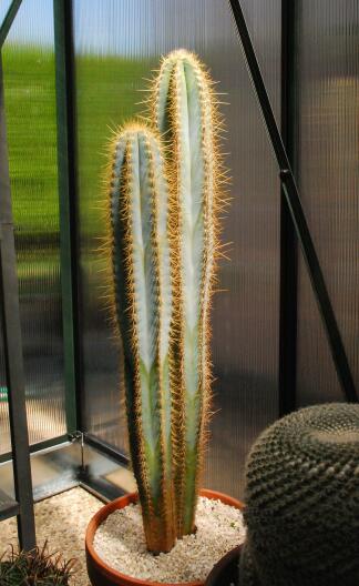 Pilosocereus azureus 