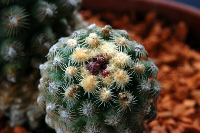 Pediocactus knowltonii 