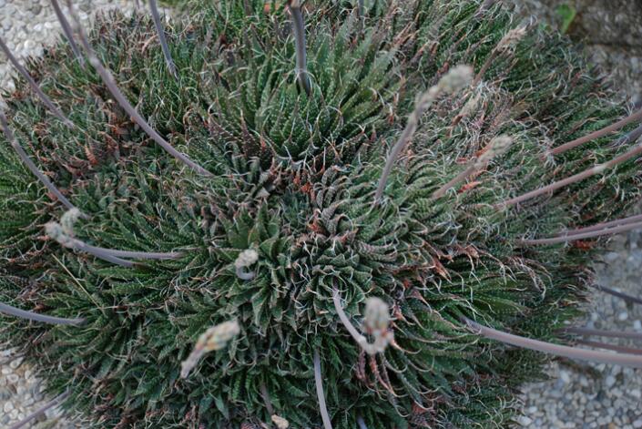 Aloe aristata 