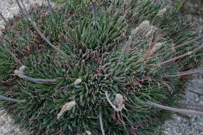 aloe aristata 