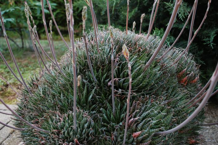 Aloe aristata 