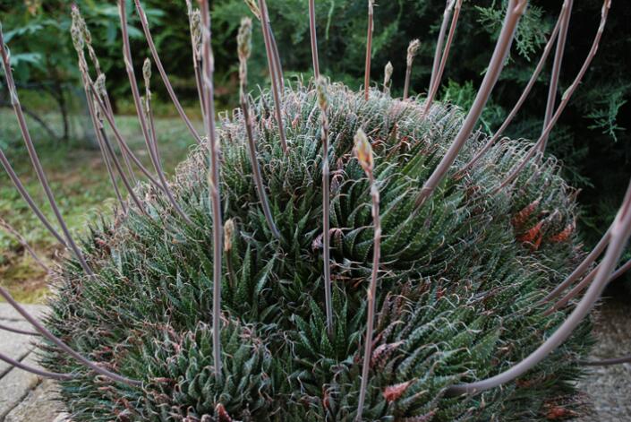 aloe aristata 