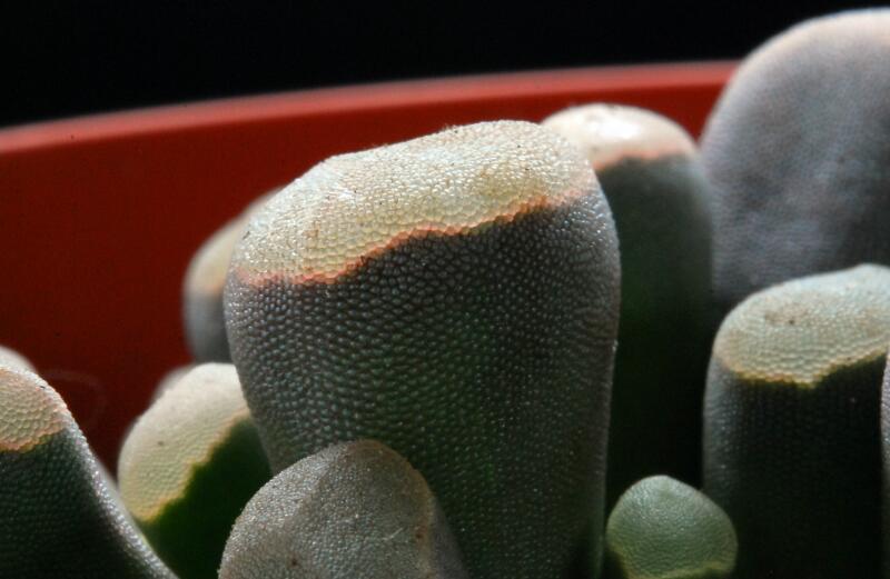 Frithia pulchra 