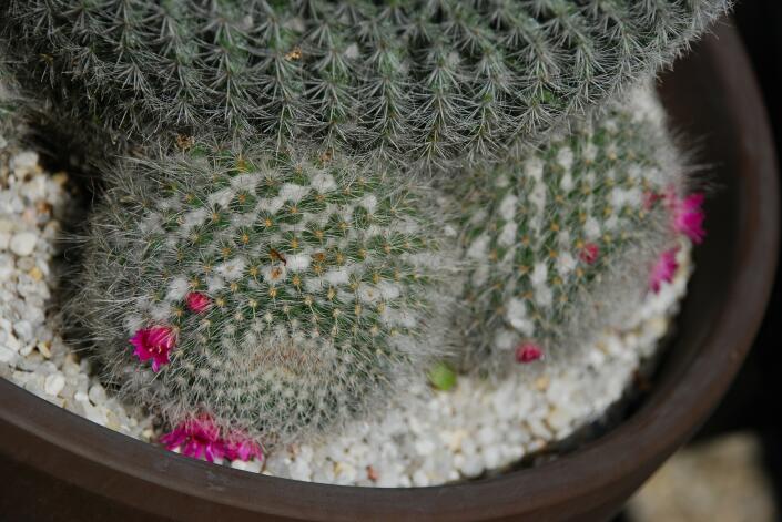 Mammillaria hahniana 