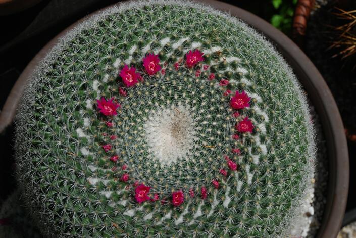 Mammillaria hahniana 