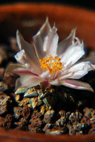 Ariocarpus kotschoubeyanus v. albiflorus 