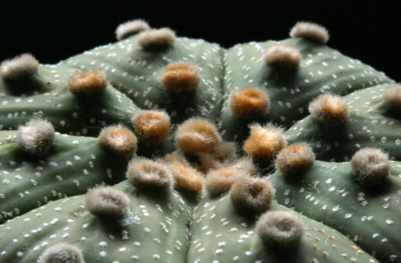 Astrophytum asterias 