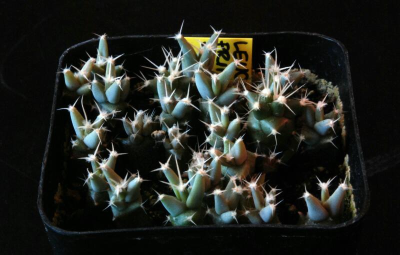leuchtenbergia principis 