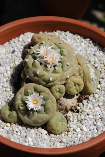 Lophophora diffusa 