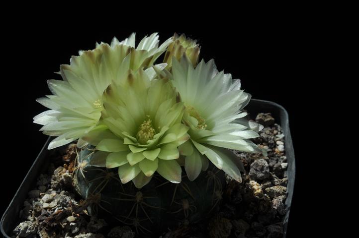 Gymnocalycium leeanum 