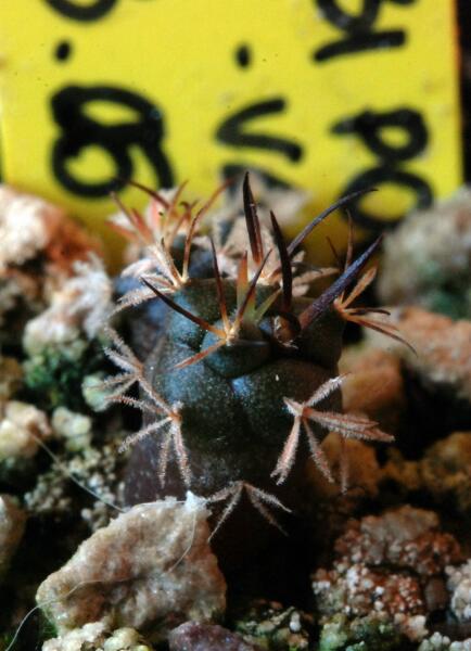 turbinicarpus polaskii 
