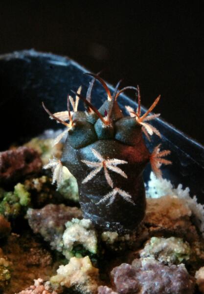 turbinicarpus polaskii 