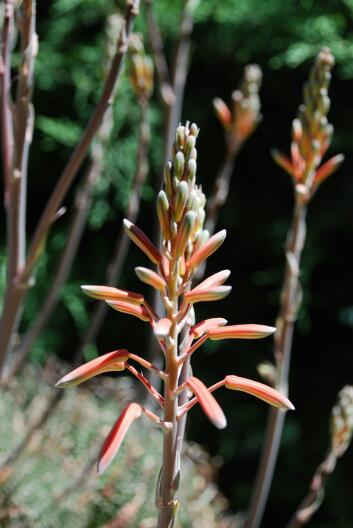 Aloe aristata 