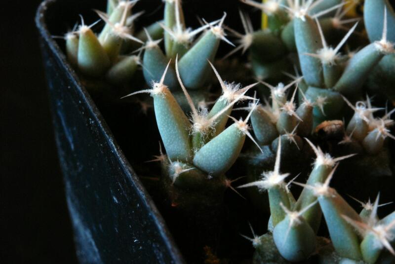 Leuchtenbergia principis 