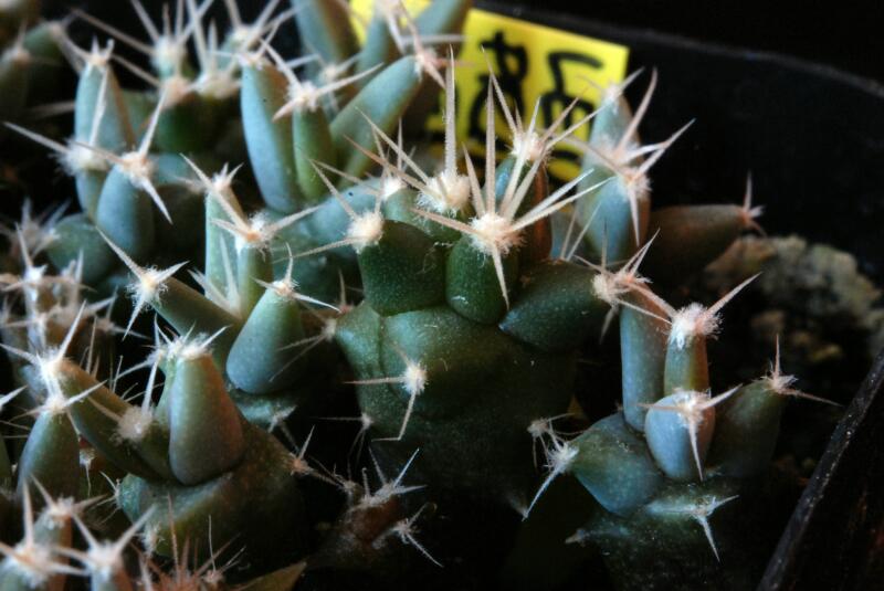leuchtenbergia principis 