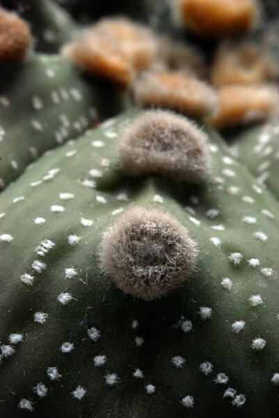 Astrophytum asterias 