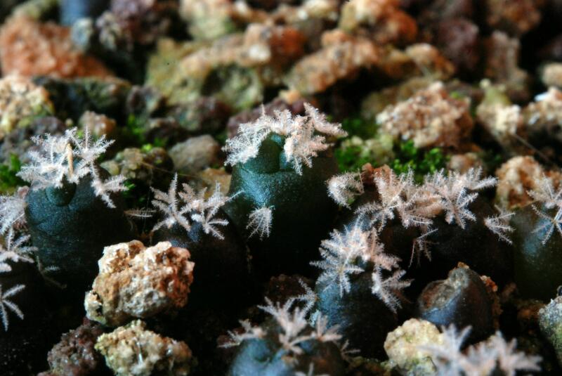 turbinicarpus rioverdensis 
