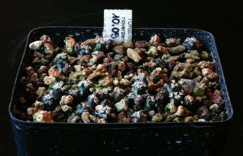 turbinicarpus rioverdensis 