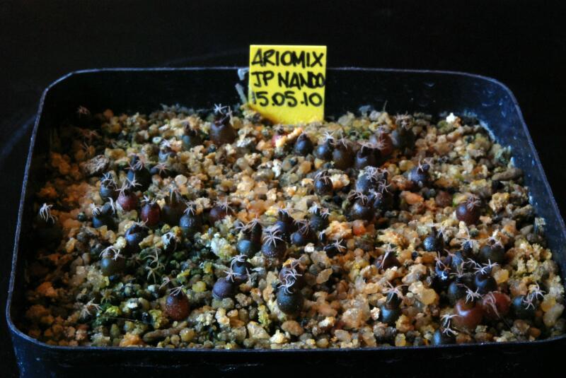 ariocarpus  