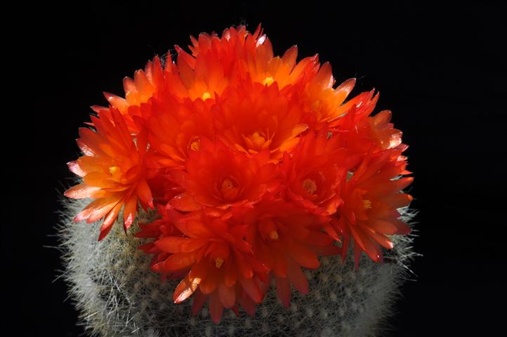 Parodia haselbergii 