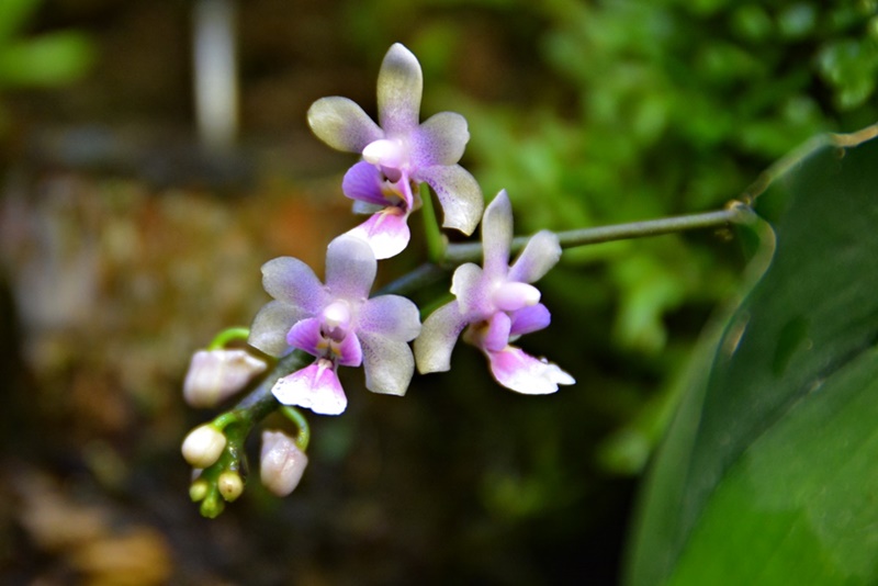 Phalaenopsis deliciosa  
