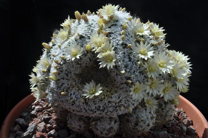 Mammillaria nana ssp. duwei f. cristata 