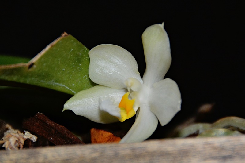 Phalaenopsis micholitzii  