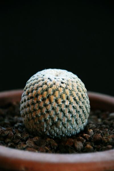 Mammillaria pectinifera 