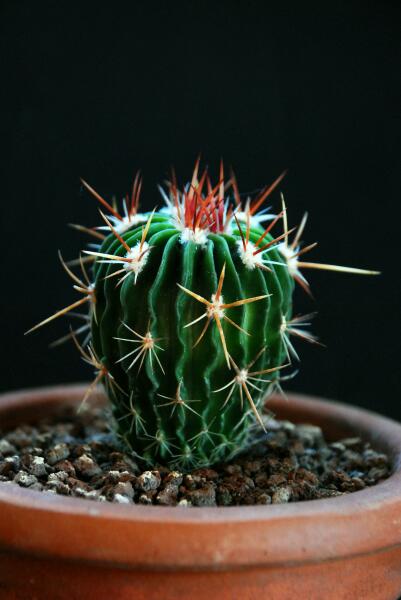 Stenocactus crispatus 