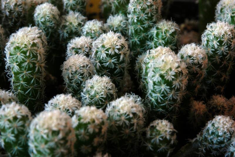 Turbinicarpus subterraneus v. zaragozae 