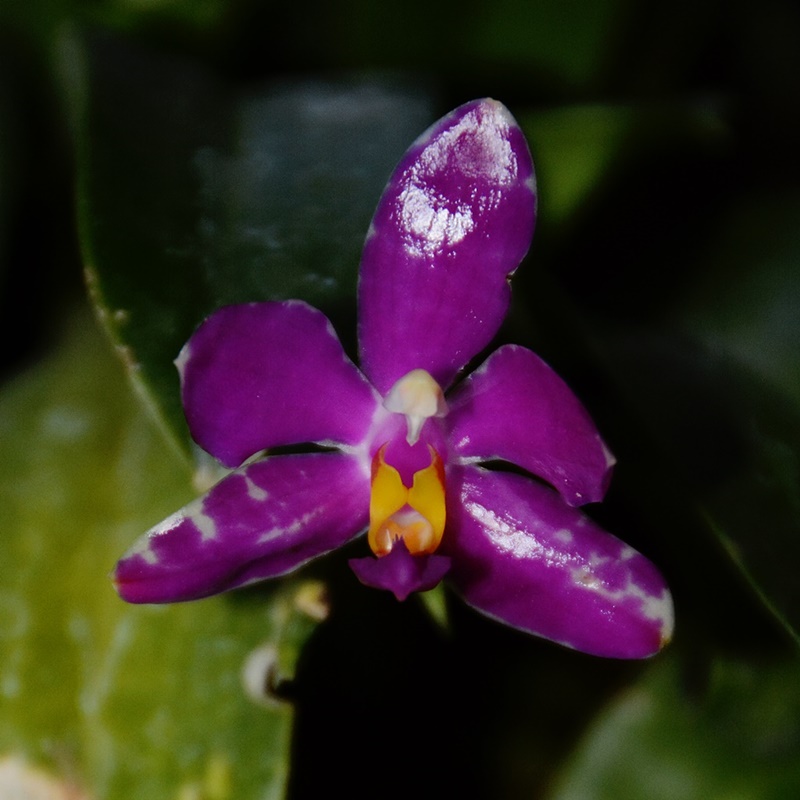 Phalaenopsis pulchra  