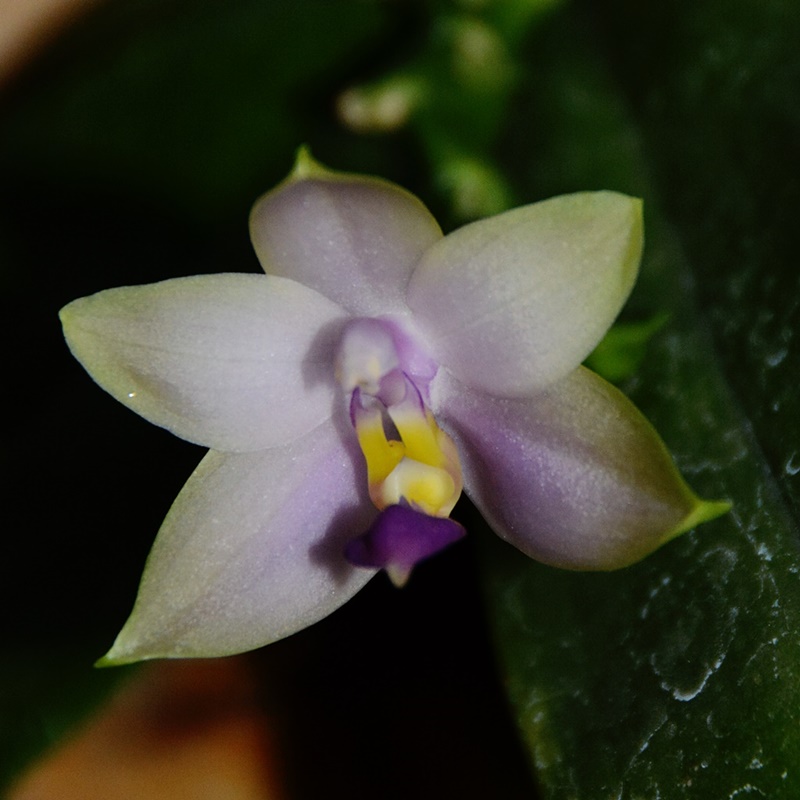 Phalaenopsis violacea coerulea “Malaysia blue”  