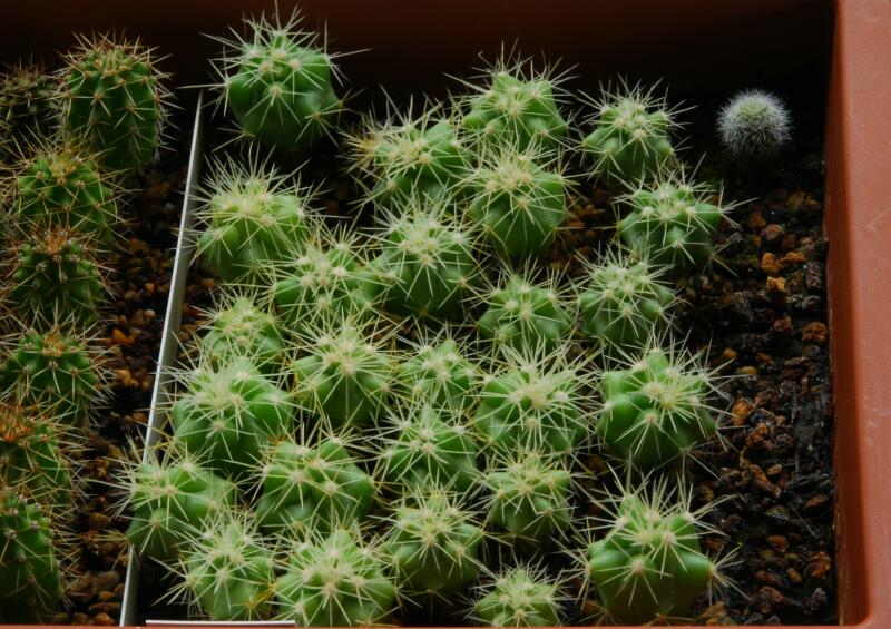 Ferocactus glaucescens 