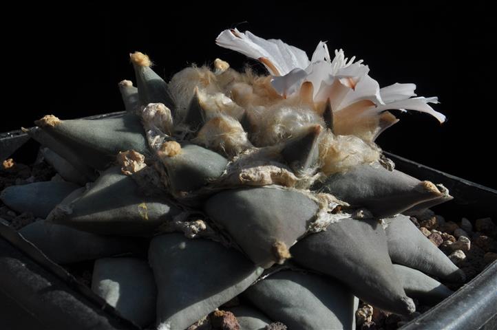 Ariocarpus retusus 