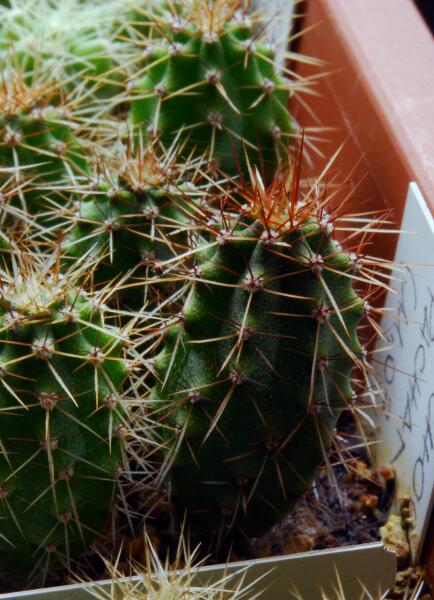 Trichocereus pachanoi 