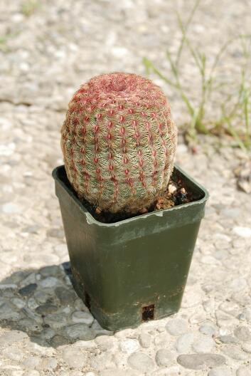 Echinocereus pectinatus v. rubispinus 