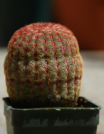 Echinocereus pectinatus v. rubispinus 