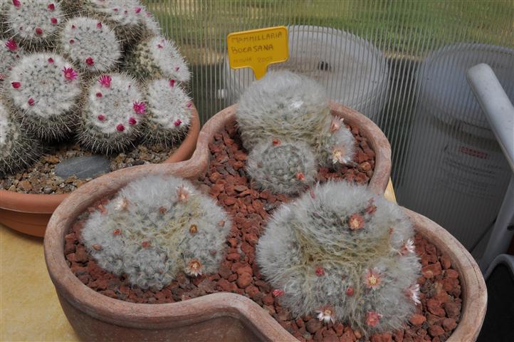 Mammillaria bocasana 