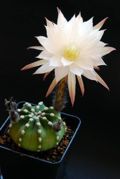 Echinopsis subdenudata 