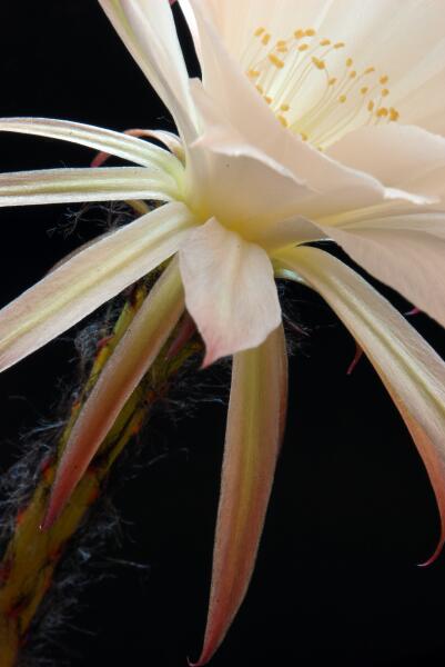 Echinopsis subdenudata 